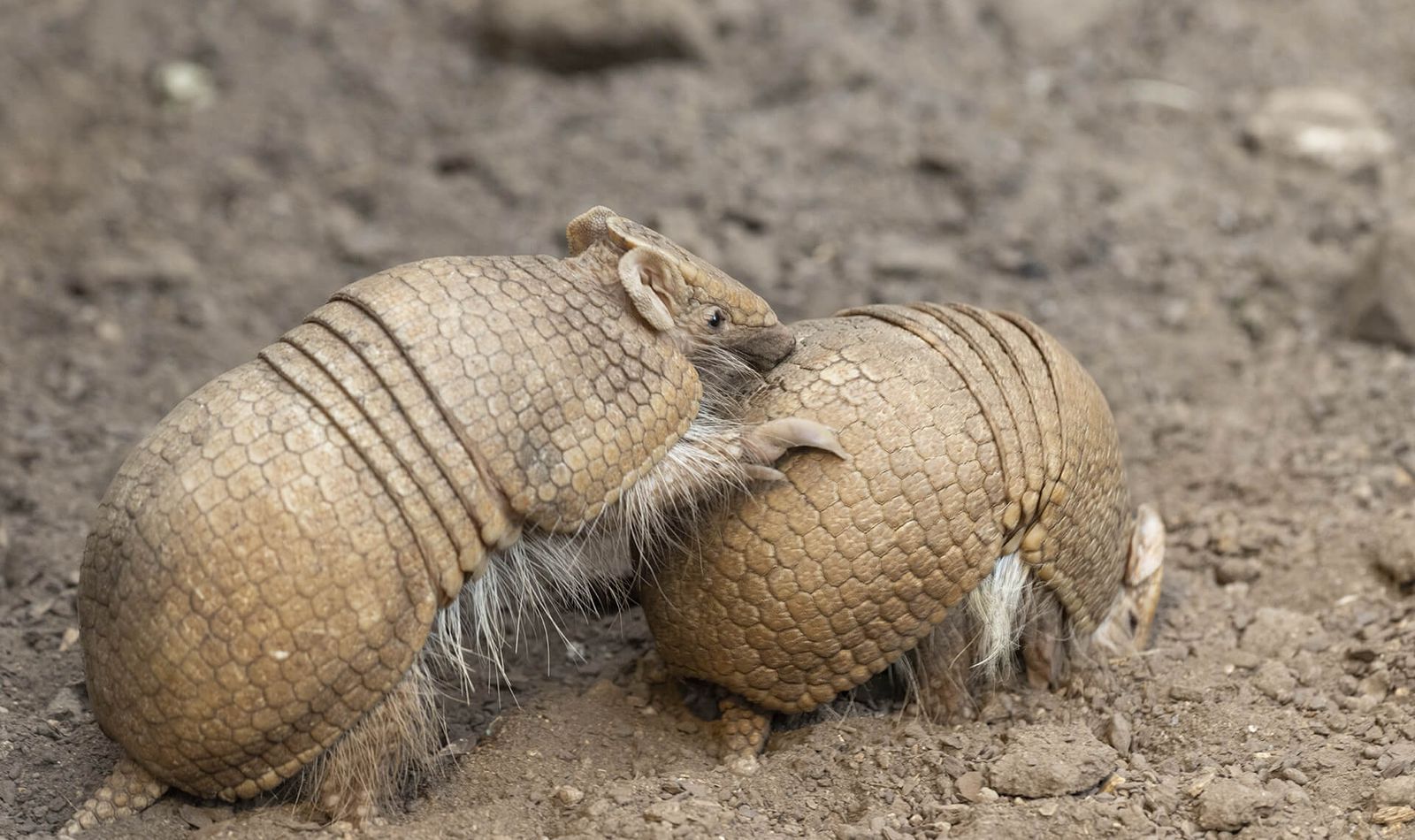 Tatou à trois bandes - Animaux extraordinaires du ZooParc