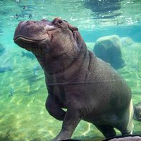Hippopotame - Animaux extraordinaires du ZooParc