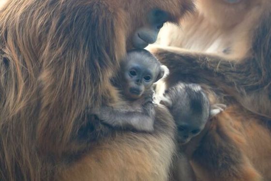 10 raisons de voir notre vidéo consacrée aux bébés singes dorés