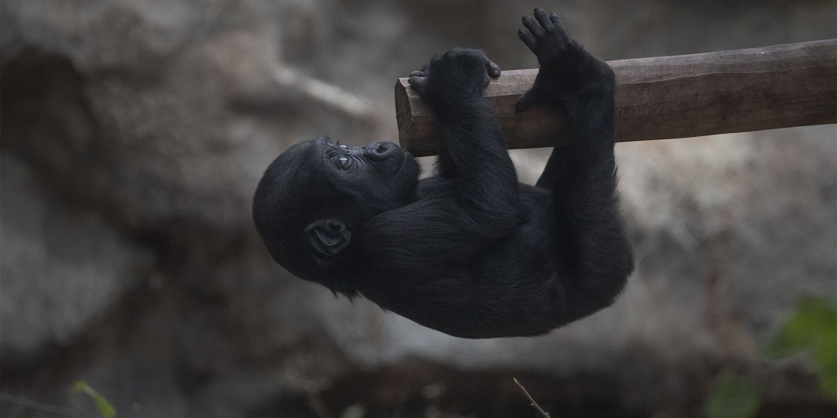 Bébé gorille - Les animaux de la Serre des Gorilles - ZooParc de Beauval
