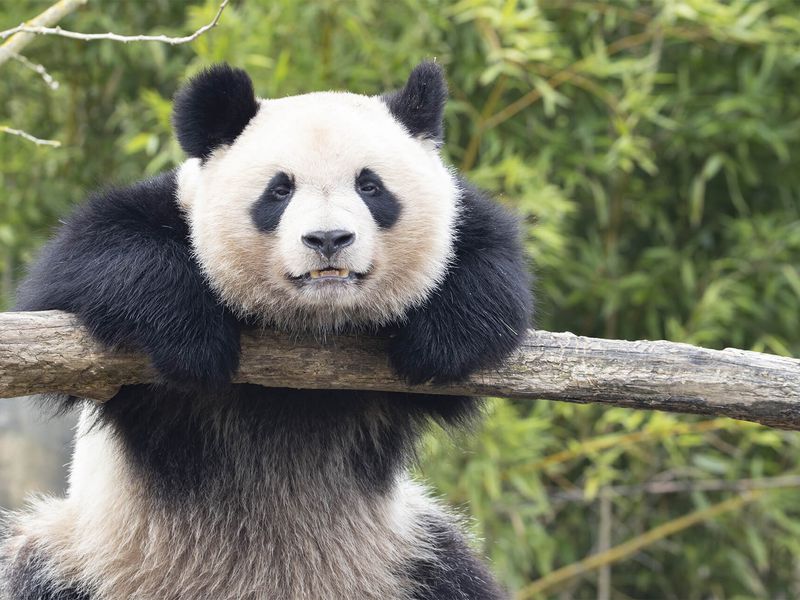 Yuan Meng - Panda géant - Les animaux des Hauteurs de Chine - ZooParc de Beauval