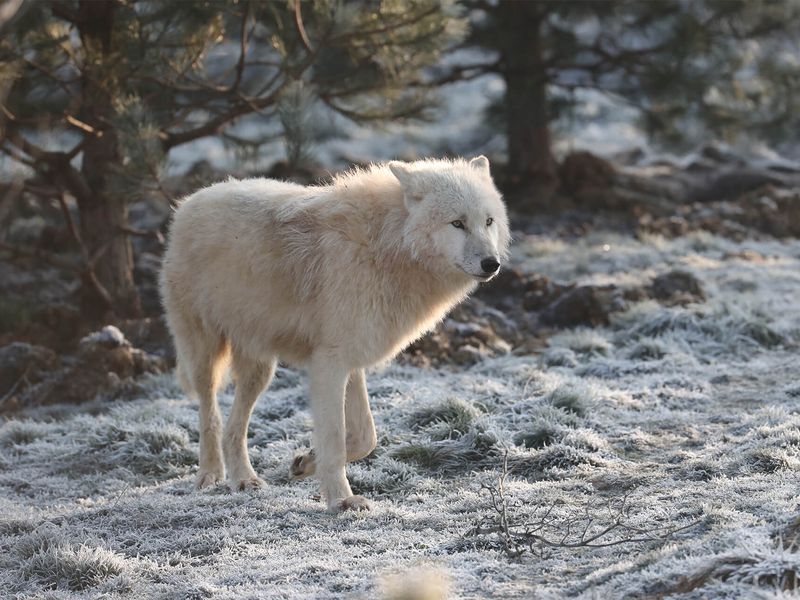 Loup Arctique Zooparc De Beauval