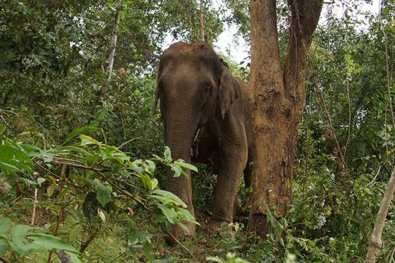 La génétique des populations semi-captives : le cas surprenant de l’éléphant d’Asie