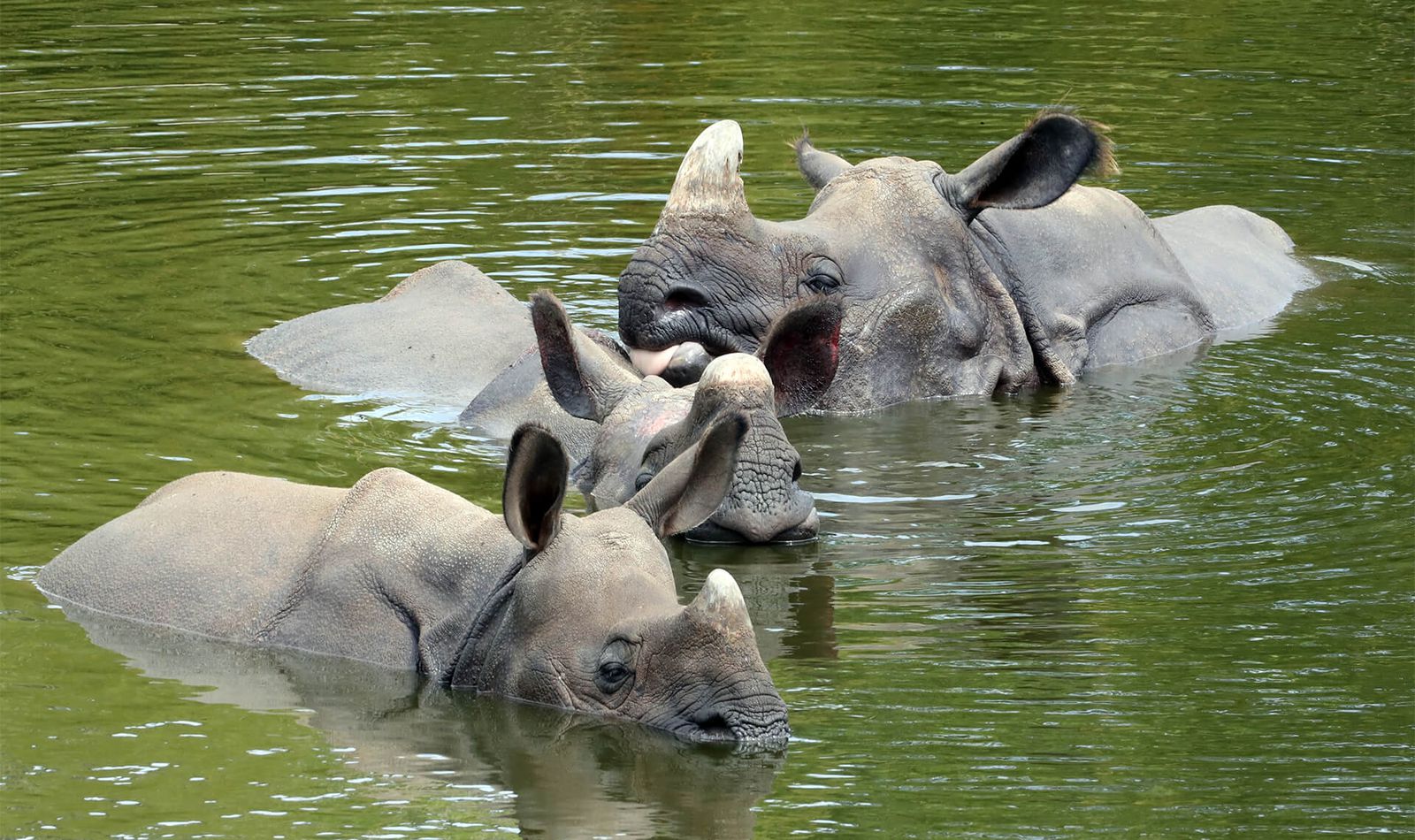 Rhinocéros indiens - Animaux extraordinaires du ZooParc