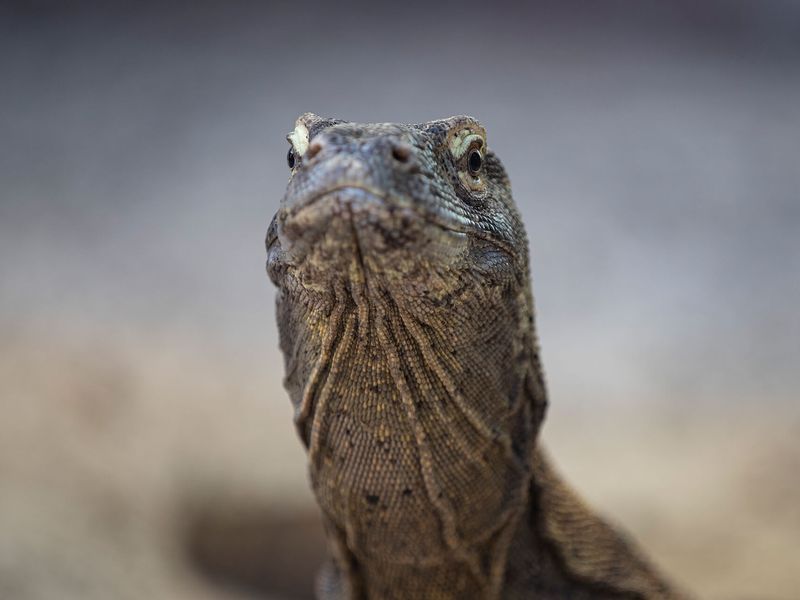 Varan de Komodo - Animaux extraordinaires du ZooParc