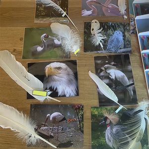 Animations Maison Beauval Nature - Mission plumes perdues - ZooParc de Beauval