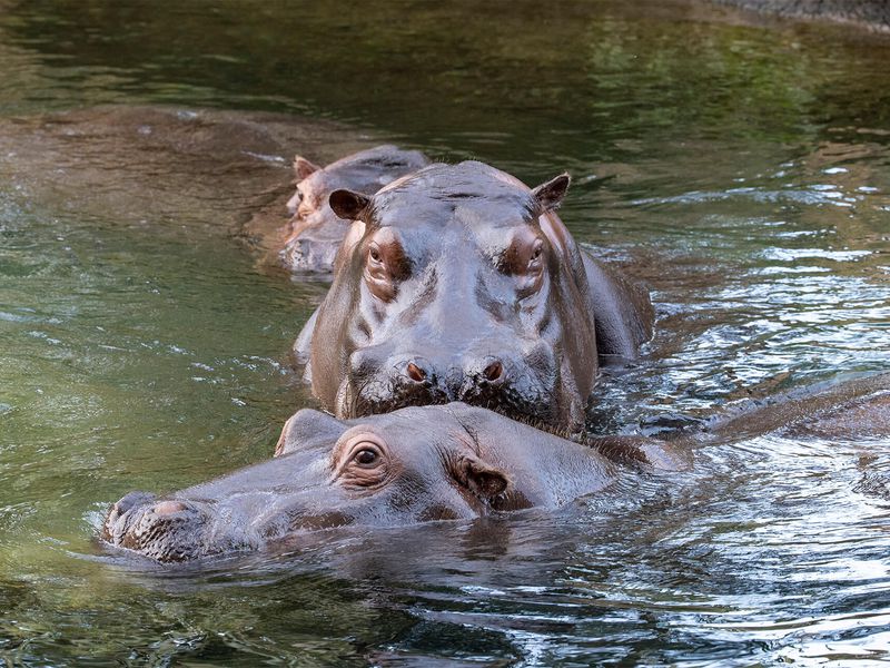 Hippopotames - Animaux extraordinaires du ZooParc