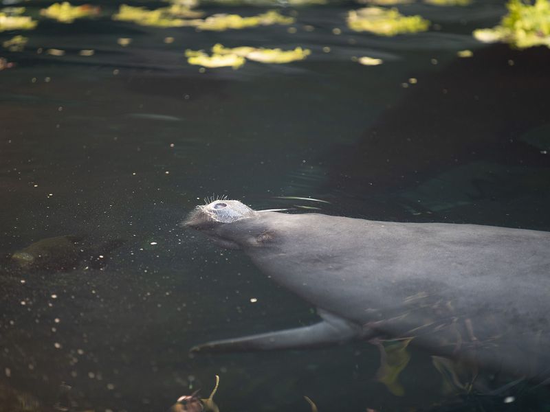 West Indian manatee