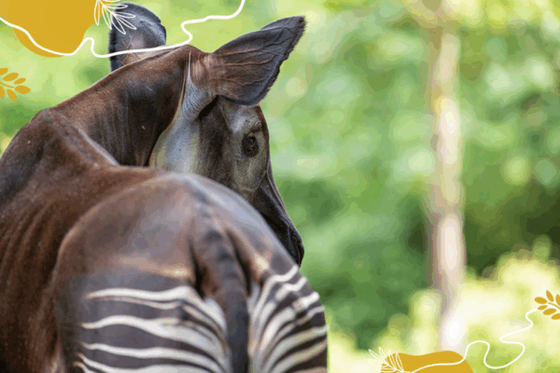 Protéger les okapis, c’est essentiel