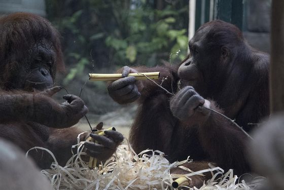 Enrichissement orangs-outans - Activité adulte Soigneur d'un Jour - ZooParc de Beauval