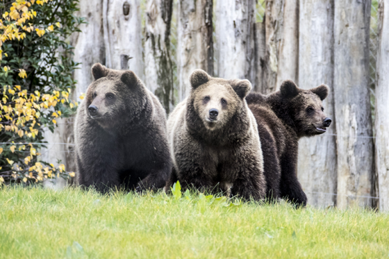Nouveauté : parrainez le groupe des ours et protégez la biodiversité !