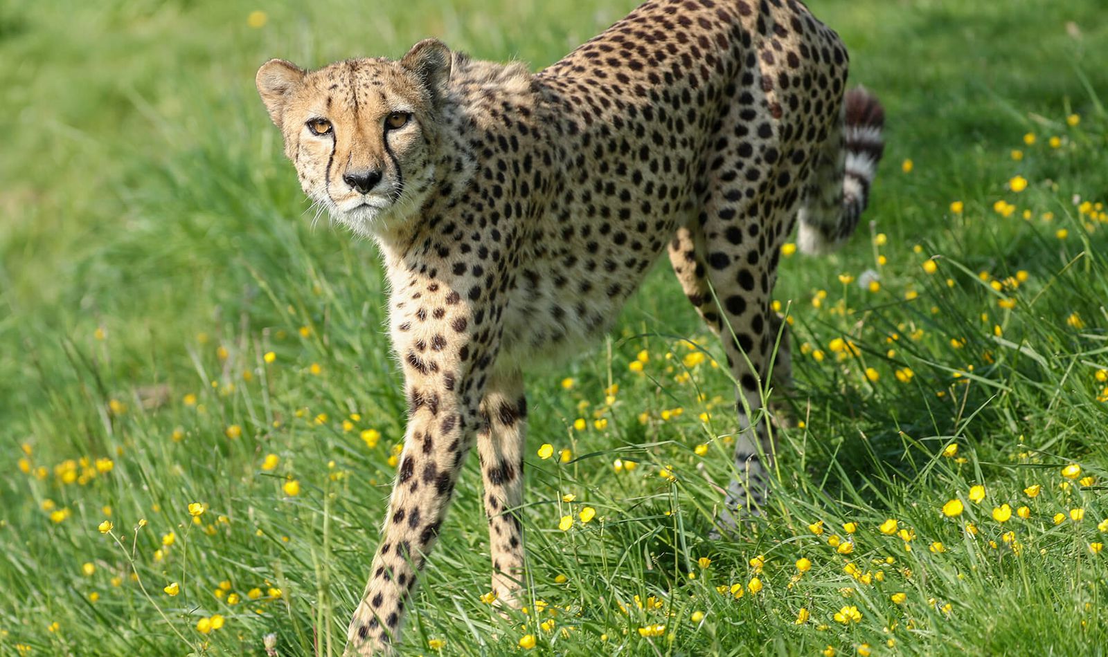 The Cheetah Territory | ZooParc de Beauval