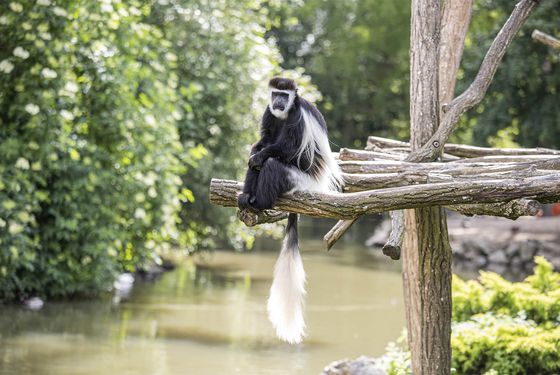 Colobe Guéréza - Les animaux des Allées des Petits Singes - ZooParc de Beauval Colobe Guéréza - Les animaux des Allées des Petits Singes - ZooParc de Beauval
