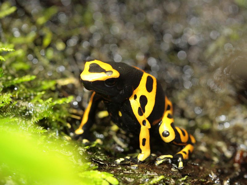 Dendrobate leucomelas - Animaux extraordinaires du ZooParc