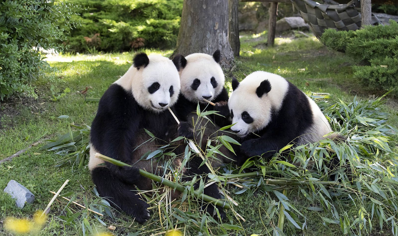 Les jumelles panda et leur mère - Les athlètes de Beauval - Timbres La Poste