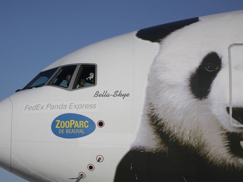 Panda arrive at the airport - ZooParc de Beauval