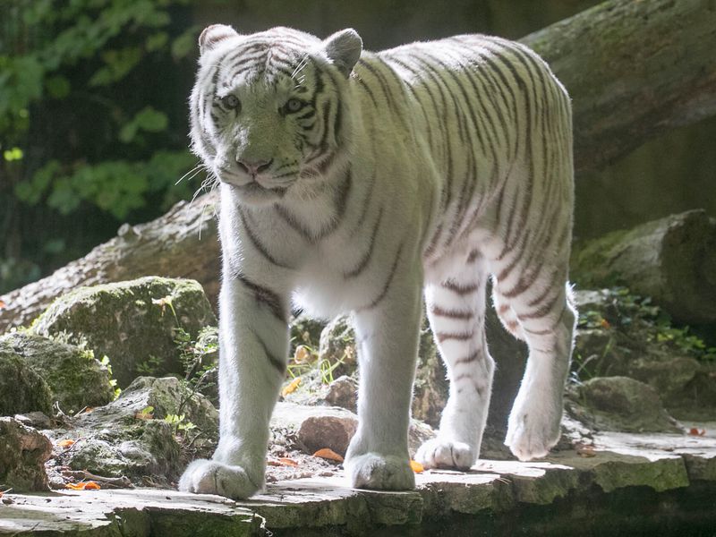 White tiger - Animals of the ZooParc de Beauval