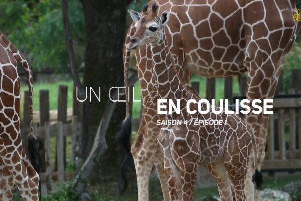 Un Œil en Coulisse saison 4 – Les bébés de la savane