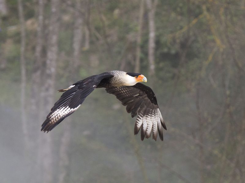 Caracara en vol - Spectacle d'oiseaux - Les Maîtres des Airs