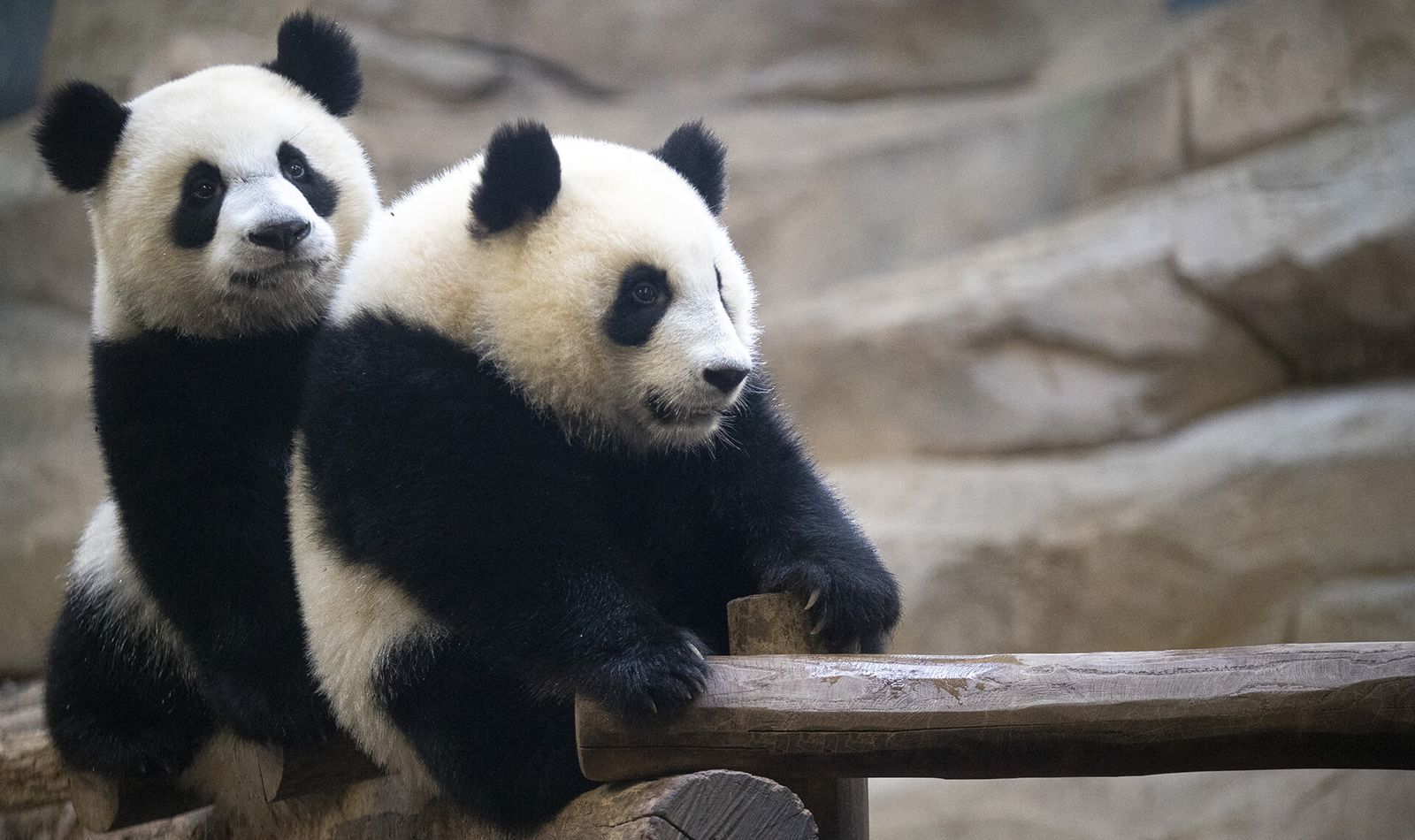 Parrainage jumelles panda - Beauval Nature - ZooParc de Beauval