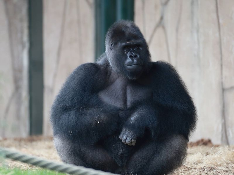 Euro, gorille dos argenté - Les animaux de la Serre des Gorilles - ZooParc de Beauval