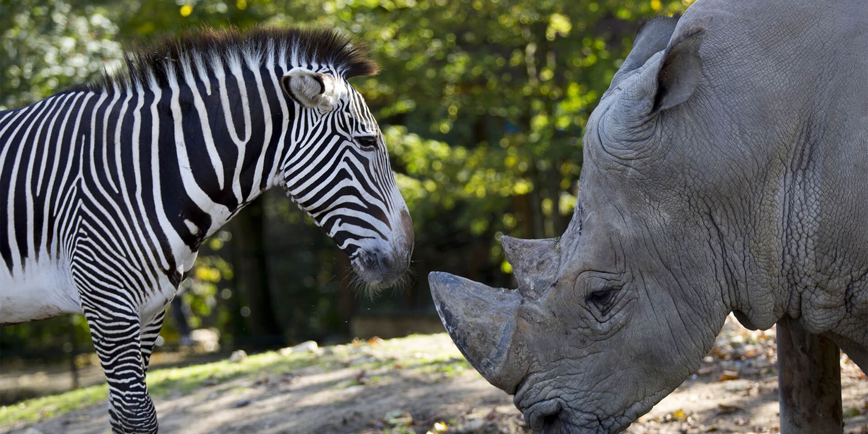Zèbre et rhinocéros - Les animaux de La Savane Africaine - ZooParc de Beauval