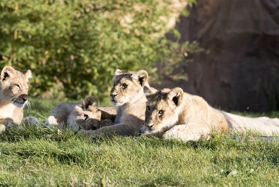 African lion  ZooParc de Beauval