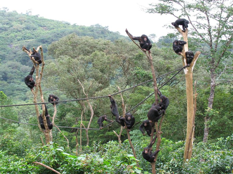 Chimpanzees