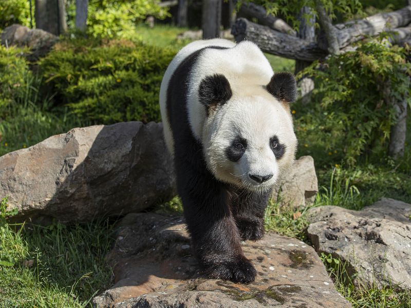 Au zoo de Beauval, permission de sortie pour les jumelles panda