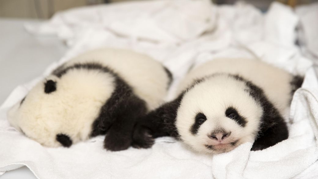 Jumelles panda ont 2 mois - Bébé panda - ZooParc de Beauval