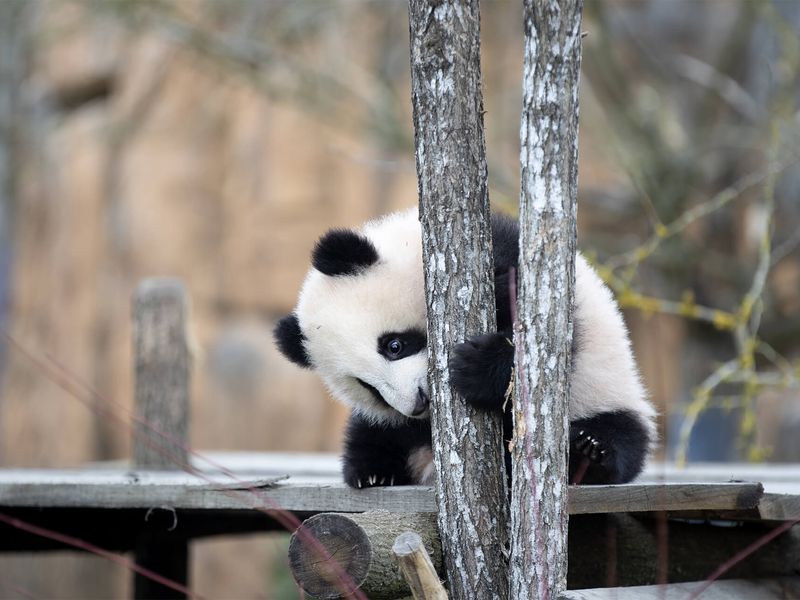 Sortie extérieure jumelles panda géant - ZooParc de Beauval