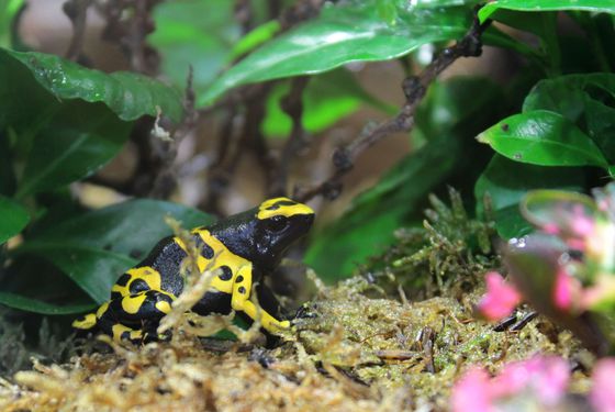 Dendrobates leucomelas - Les animaux de La Serre des Gorilles - ZooParc de Beauval Dendrobates leucomelas - Les animaux de La Serre des Gorilles - ZooParc de Beauval