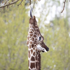 Animations Amérique - Maison Beauval Nature - A chacun sa langue - ZooParc de Beauval