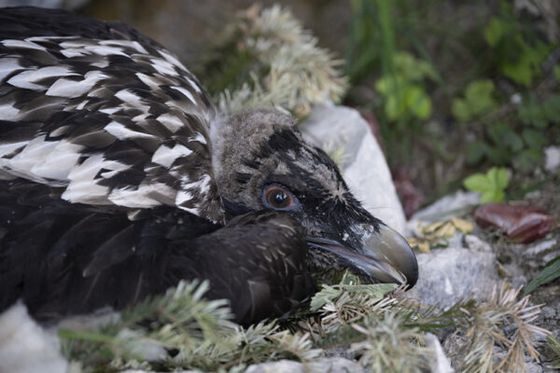 A young bearded vulture reared at Beauval has been reintroduced to Germany