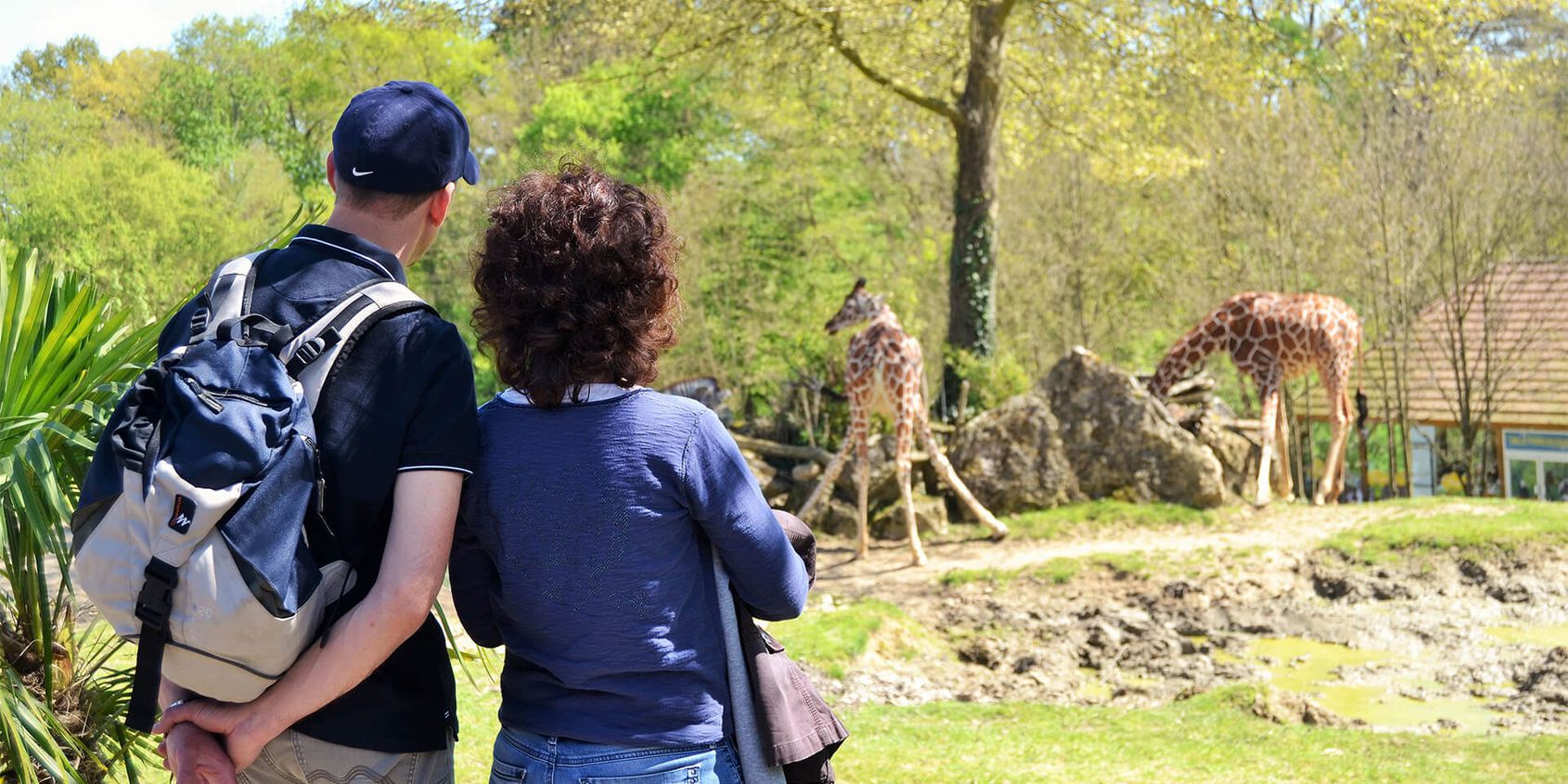 Vue imprenable sur les girafes - Les animaux de La Savane Africaine - ZooParc de Beauval