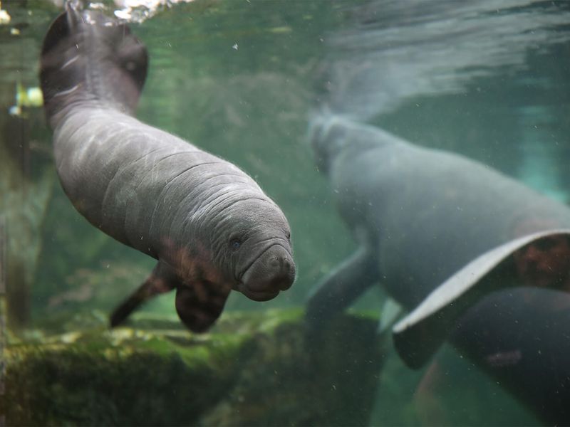 Lamantin des Caraïbes - Animaux extraordinaires du ZooParc