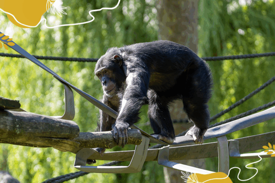 Journée mondiale des chimpanzés : découvrons ce primate fascinant !