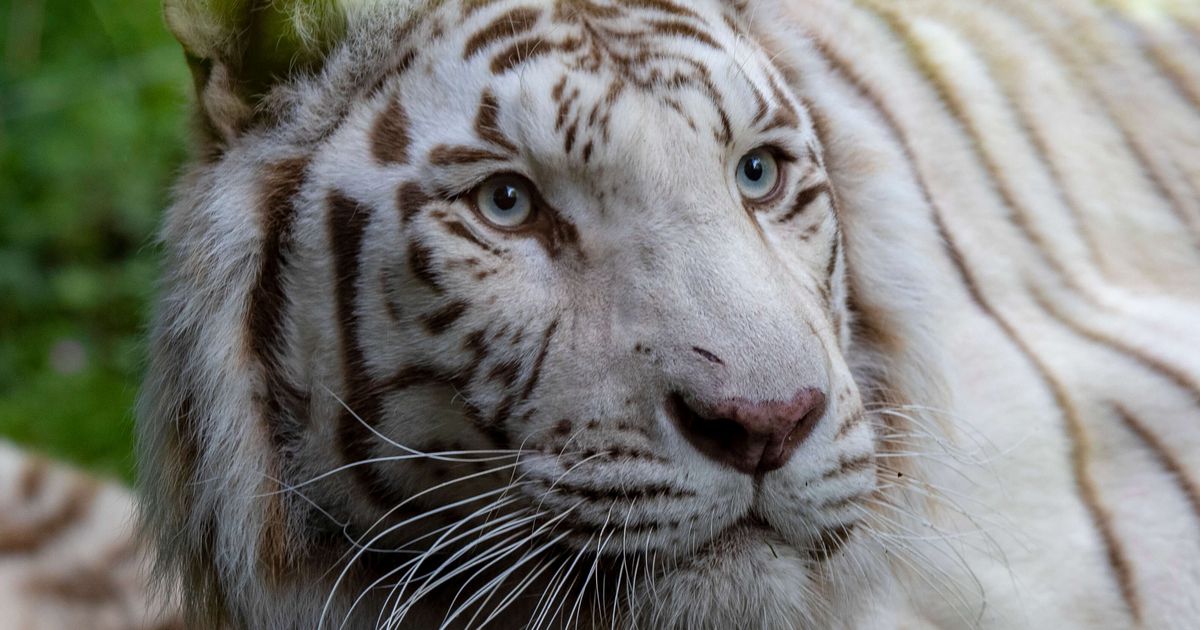 Not endangered, White Tigers in danger