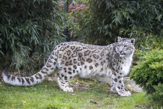 Snow leopard