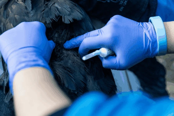 Protéger nos oiseaux contre la grippe aviaire, c’est toute l’année !