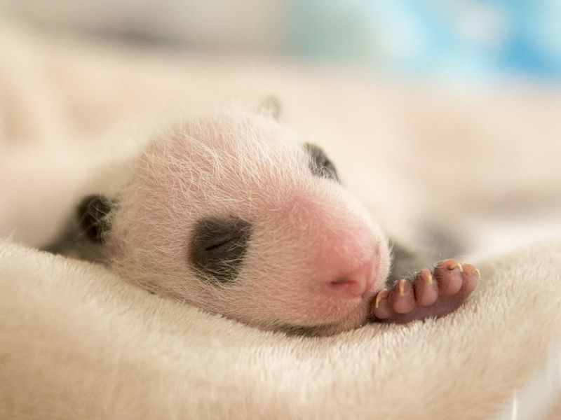 Birth of Yuan Meng, the first giant panda in France - ZooParc de Beauval