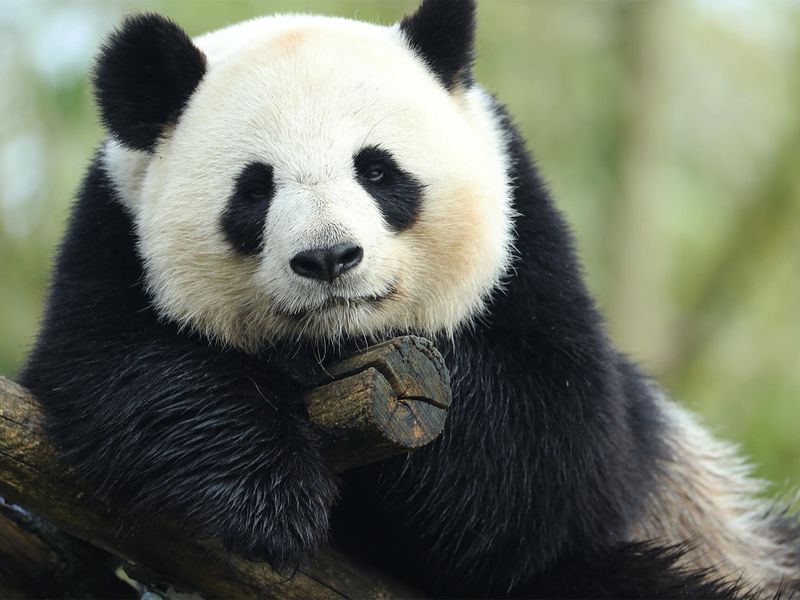 Huan Huan - Panda - ZooParc de Beauval