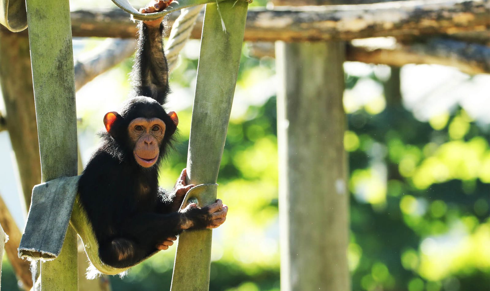 Chimpanzé - Animaux extraordinaires du ZooParc