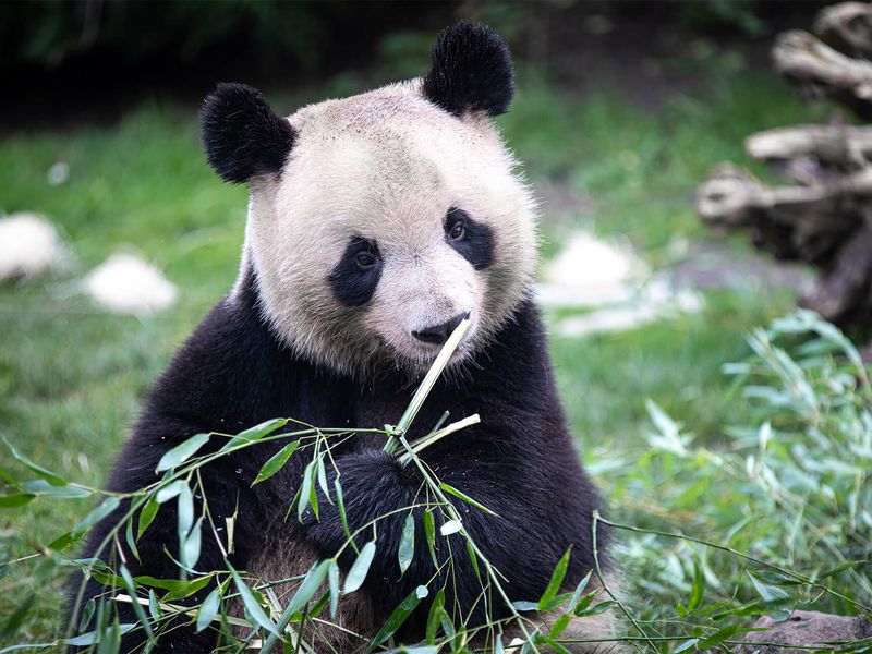 Departure Yuan Meng, France's first baby panda - ZooParc de Beauval