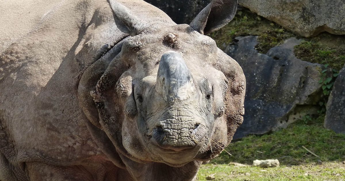 Bienvenue sur Rhino Horn France