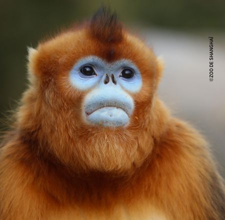 Ouverture au public espace singés dorés - Nouveauté - Animaux - ZooParc de Beauval