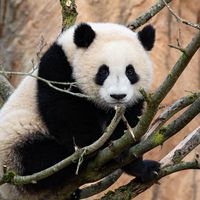 Huanlili - Jumelle bébés panda - ZooParc de Beauval
