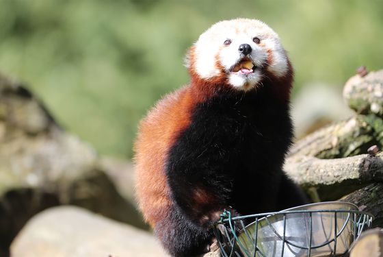 Activité Rencontres privilèges - Nourrissage panda roux - Au plus près des animaux - ZooParc de Beauval Activité Rencontres privilèges - Nourrissage panda roux - Au plus près des animaux - ZooParc de Beauval