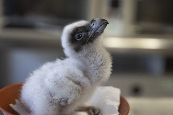 Très belle nouvelle au ZooParc : naissance d’un poussin gypaète barbu !