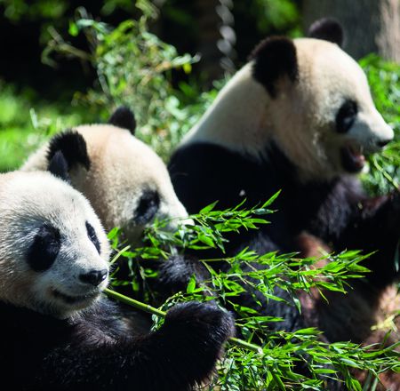 Nouvelle activité "Sur les traces du panda géant" - Activité premium - ZooParc de Beauval
